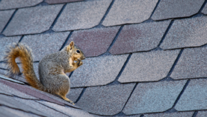 Roof Repair Company In Pensacola