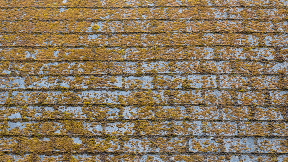 A Roofer in Pensacola Gives Tips for Removing Roof Mold Kings Roofing